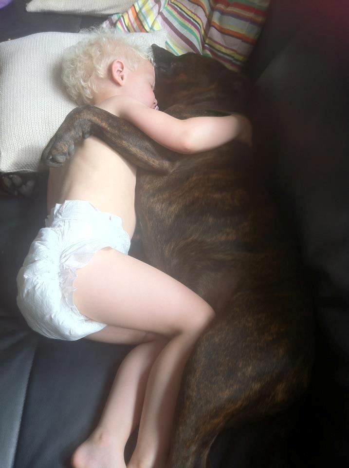 Staffordshire bull terrier Argo billede 21