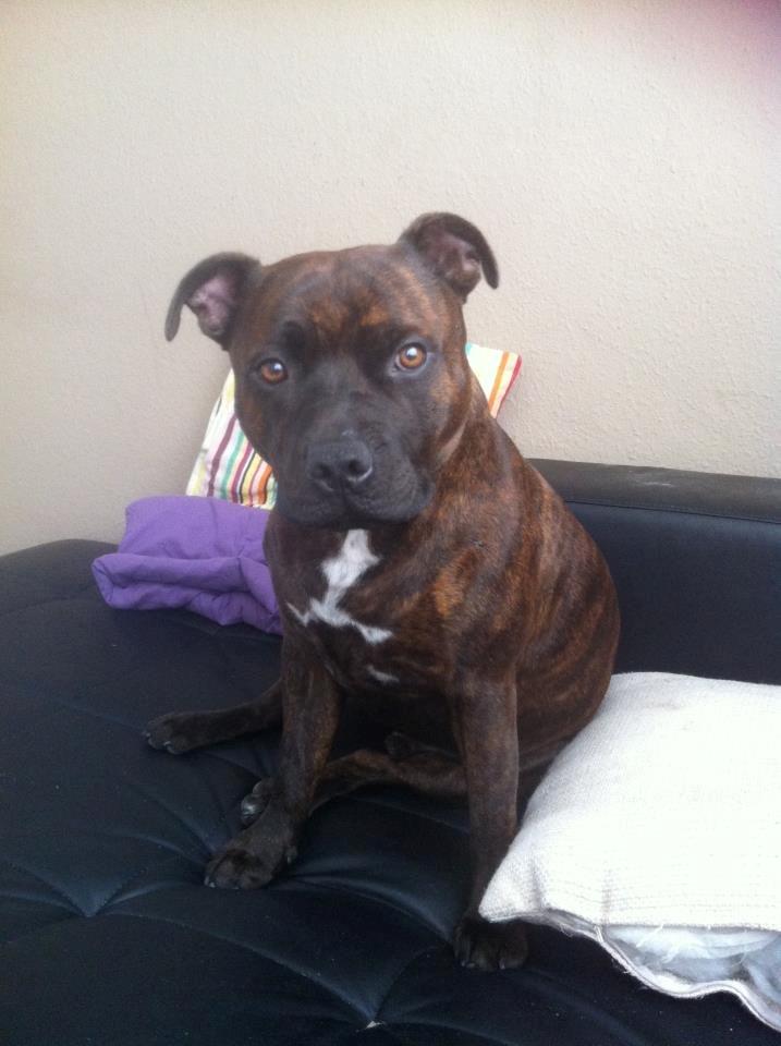 Staffordshire bull terrier Argo billede 22
