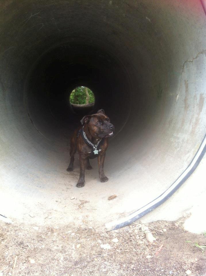 Staffordshire bull terrier Argo billede 23