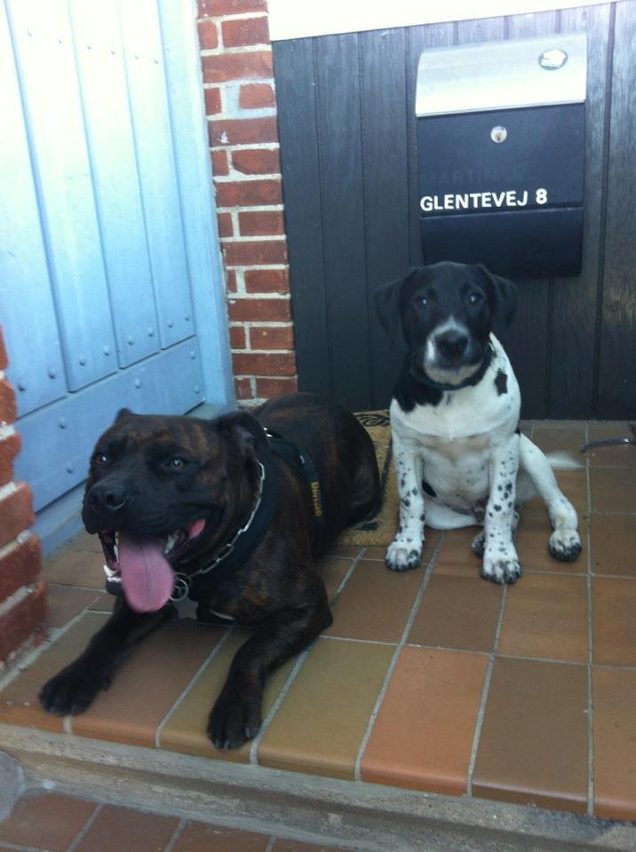 Staffordshire bull terrier Argo billede 24