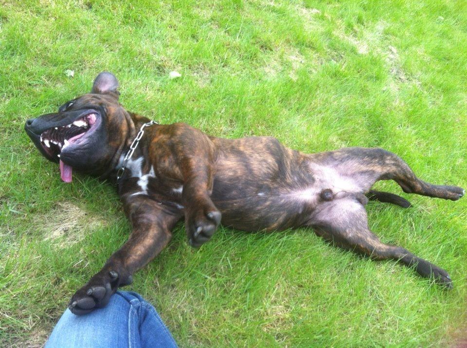 Staffordshire bull terrier Argo billede 25