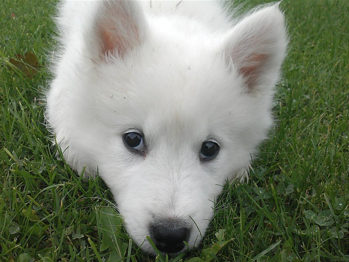 Samojedhund Odin billede 1