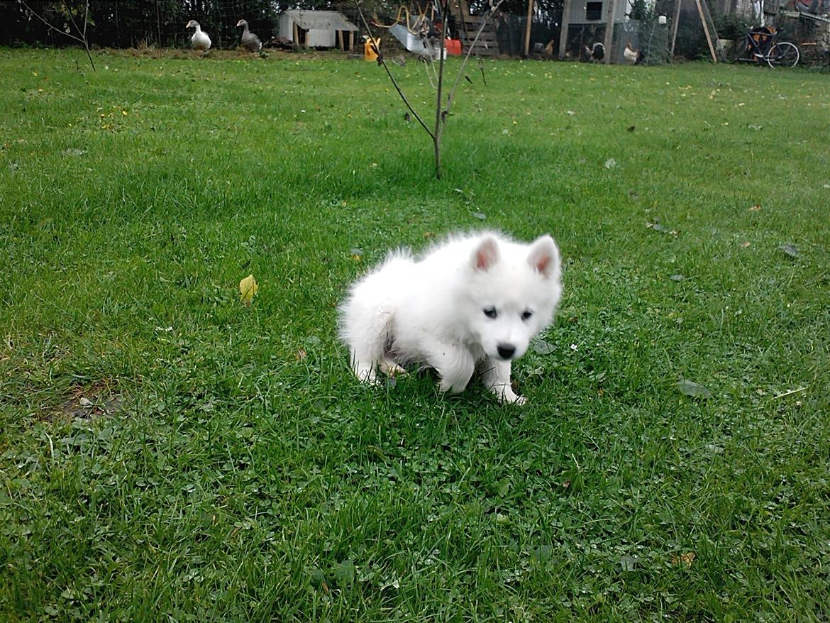 Samojedhund Odin billede 9