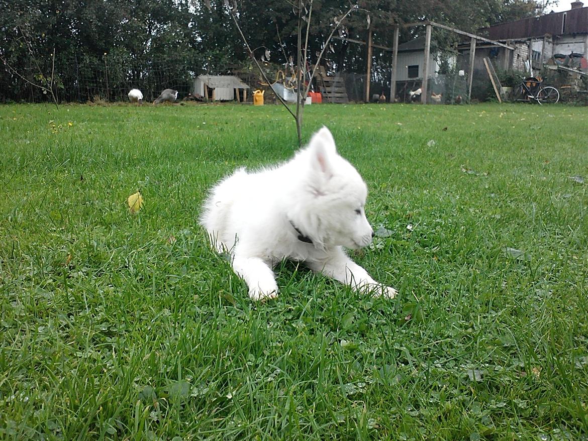 Samojedhund Odin billede 11