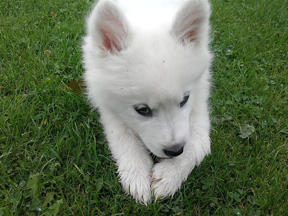 Samojedhund Odin billede 13