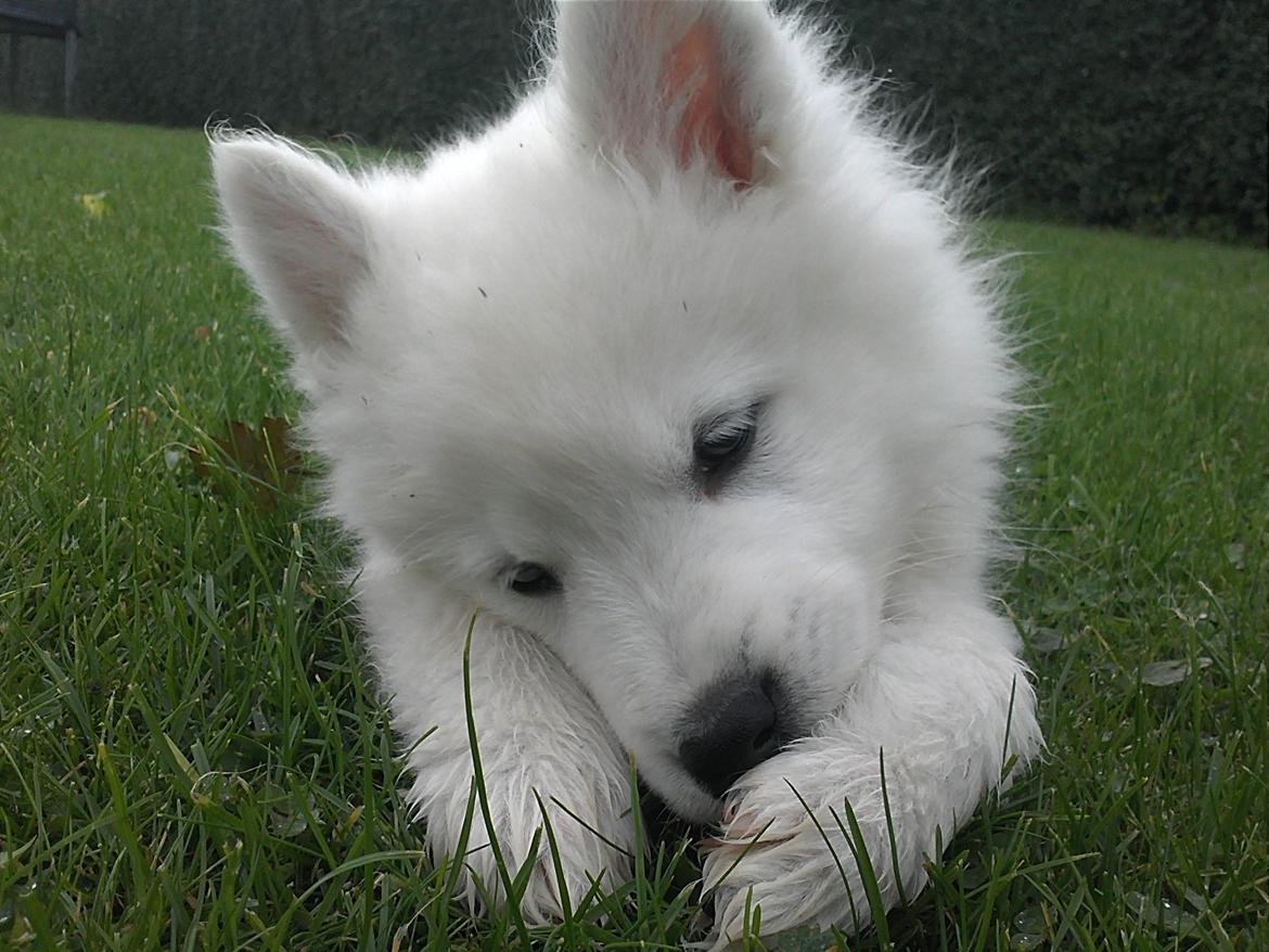 Samojedhund Odin billede 14