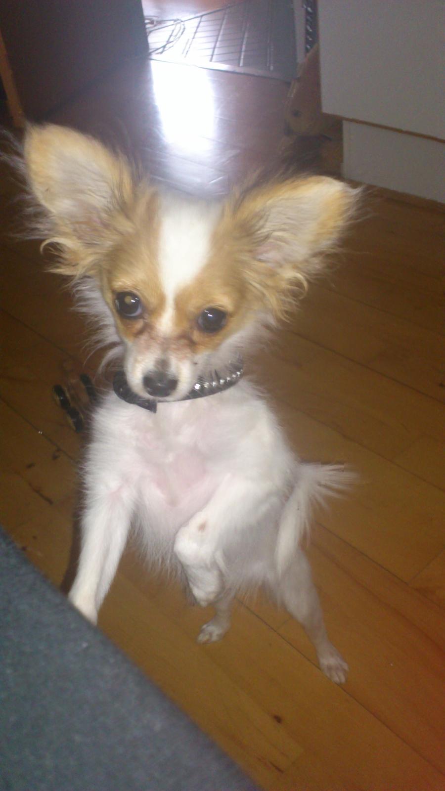 Papillon Zika billede 1