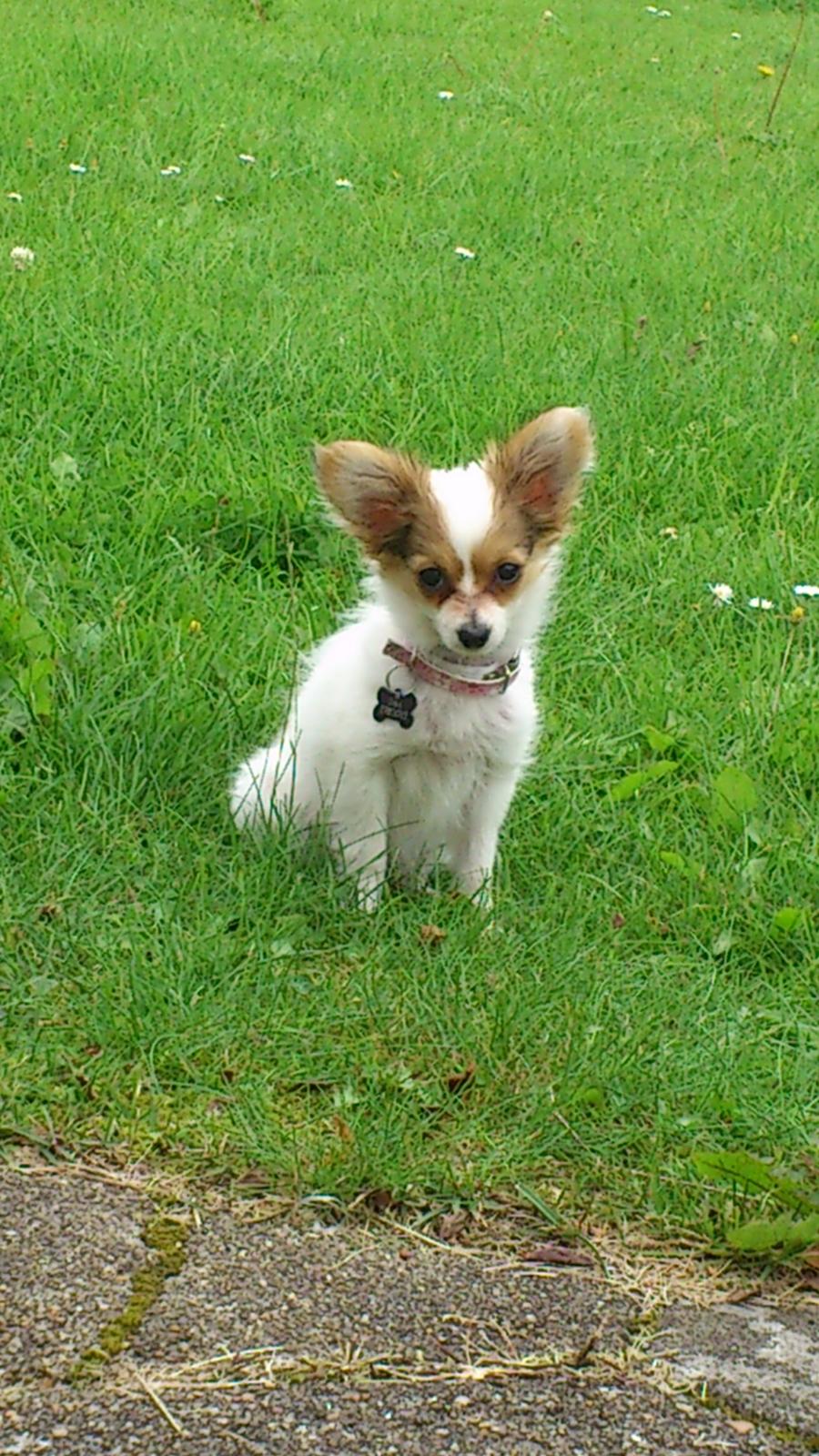 Papillon Zika billede 10