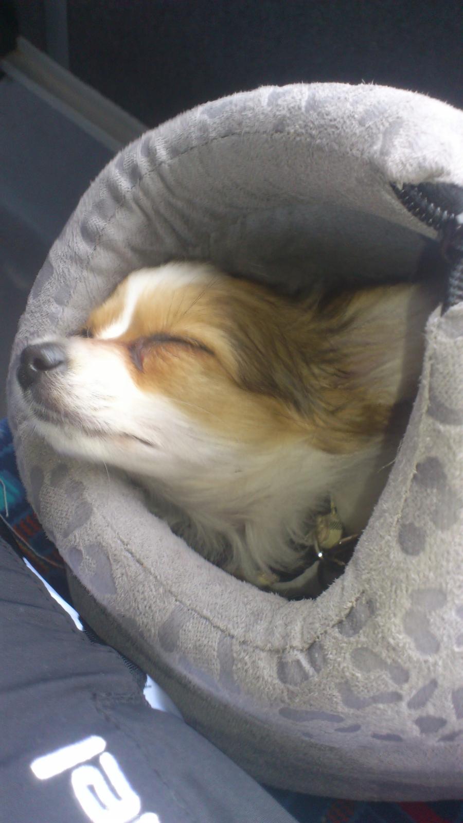 Papillon Zika billede 11