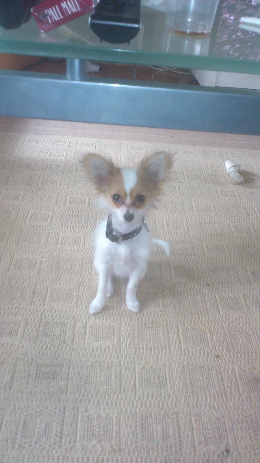 Papillon Zika billede 12