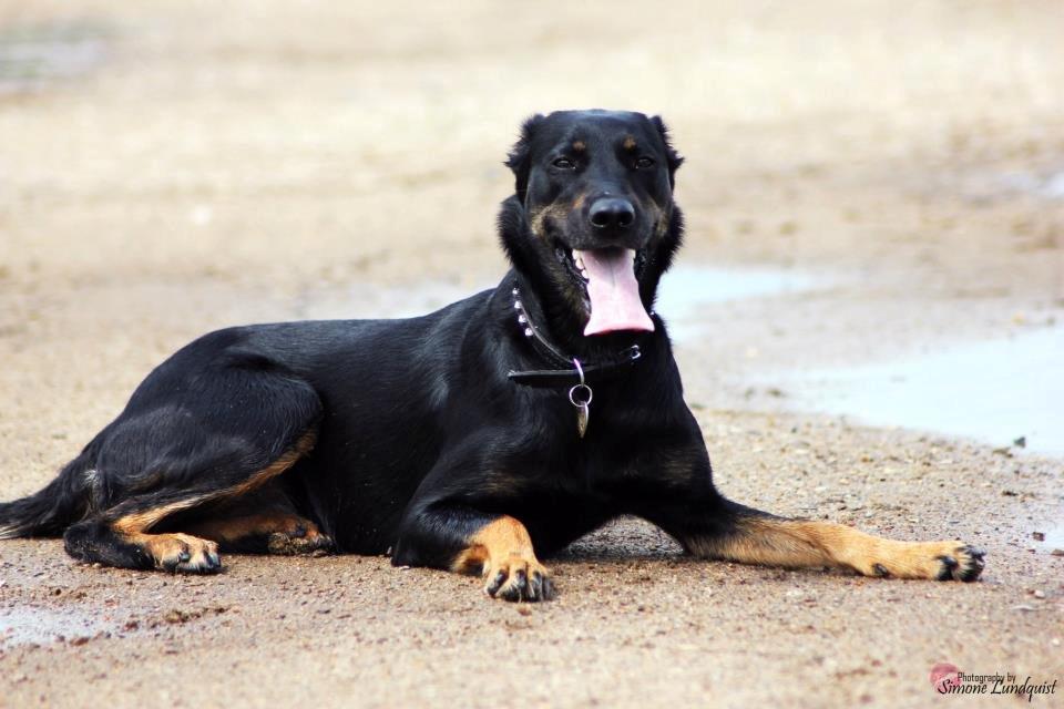 Blanding af racer Sica billede 4