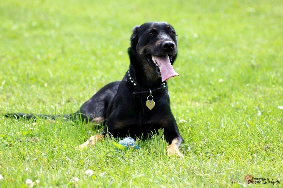 Blanding af racer Sica billede 2