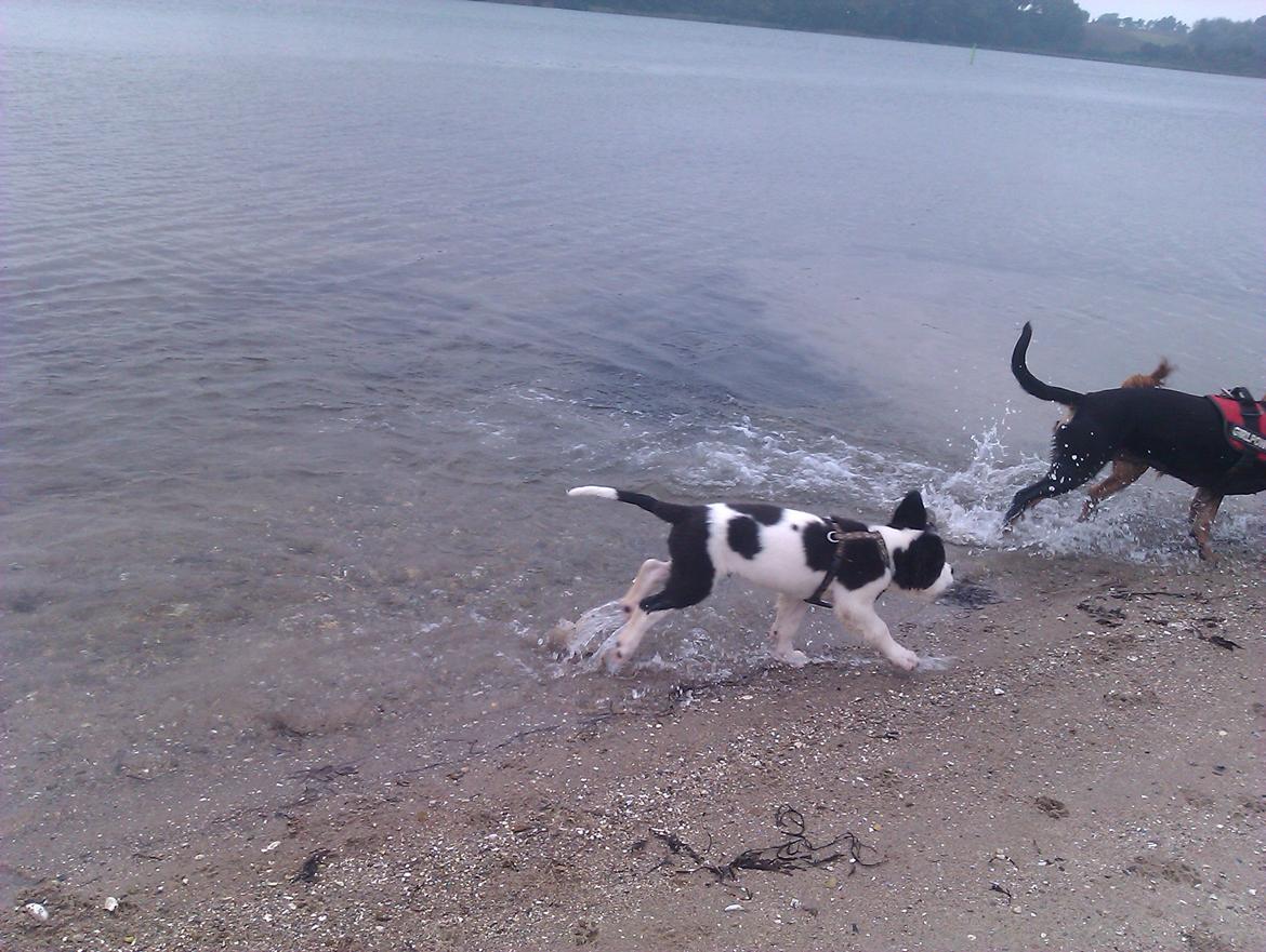 Blanding af racer Aksel - PIIIIIIIIND!!! billede 10