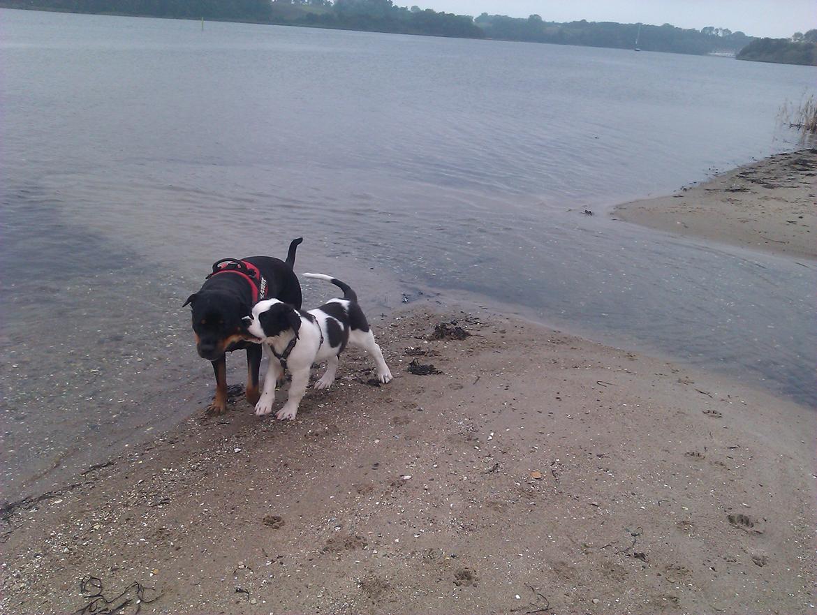 Blanding af racer Aksel - han fangede lige en rotte ;) billede 11