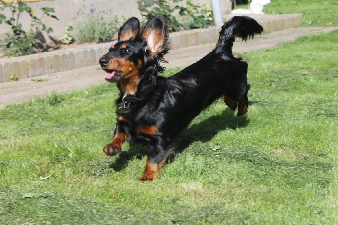 Dværggravhund Molly - Elegante Molly (;  billede 5