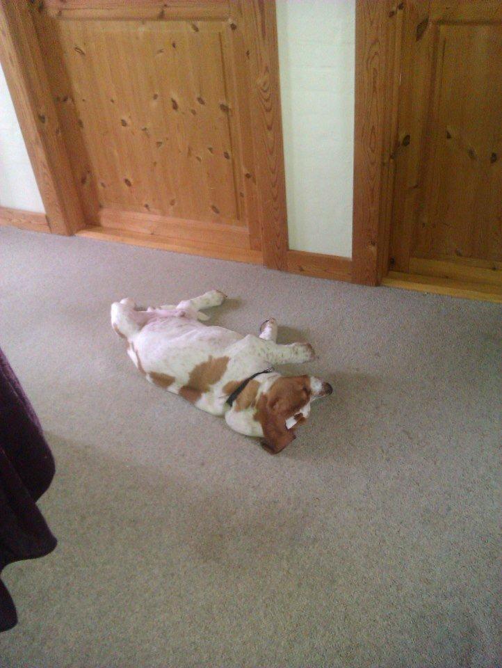 Basset hound Fred - Snorker så det kan høres i hele huset !  billede 11