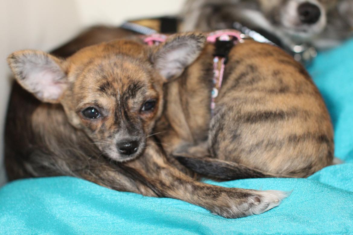 Chihuahua Calla Elwicca Dream Le Petita 1st (Destiny) billede 14