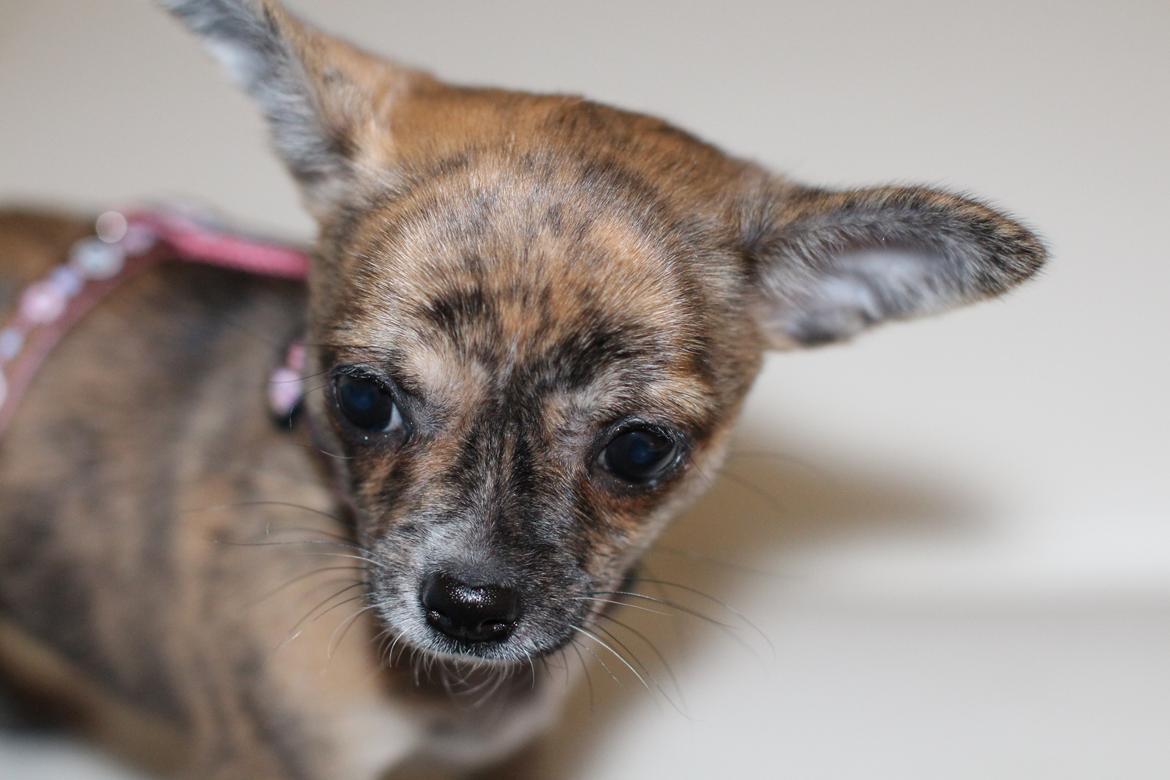 Chihuahua Calla Elwicca Dream Le Petita 1st (Destiny) billede 15