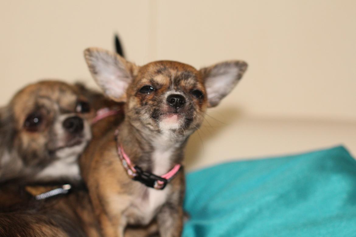 Chihuahua Calla Elwicca Dream Le Petita 1st (Destiny) billede 16