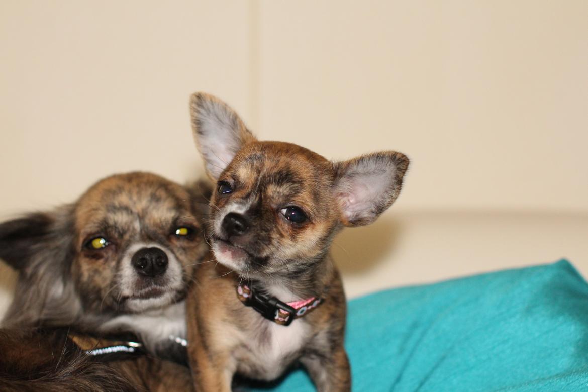 Chihuahua Calla Elwicca Dream Le Petita 1st (Destiny) billede 17