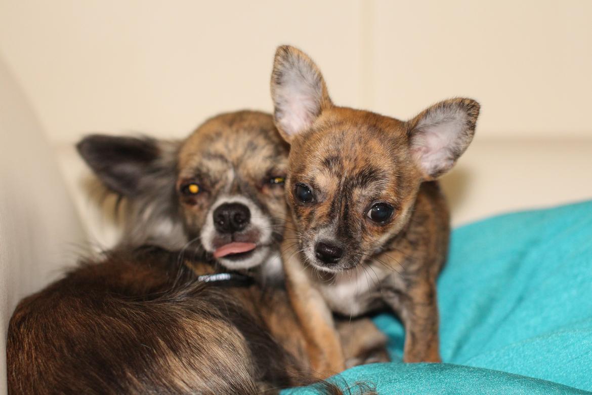 Chihuahua Calla Elwicca Dream Le Petita 1st (Destiny) billede 18