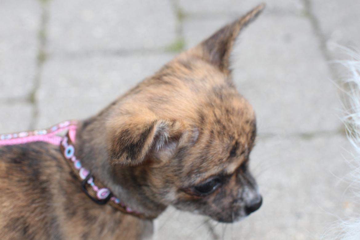 Chihuahua Calla Elwicca Dream Le Petita 1st (Destiny) billede 19