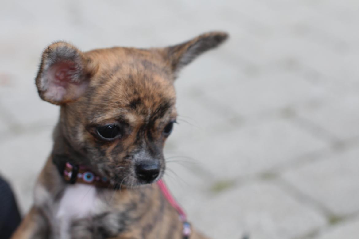 Chihuahua Calla Elwicca Dream Le Petita 1st (Destiny) billede 20