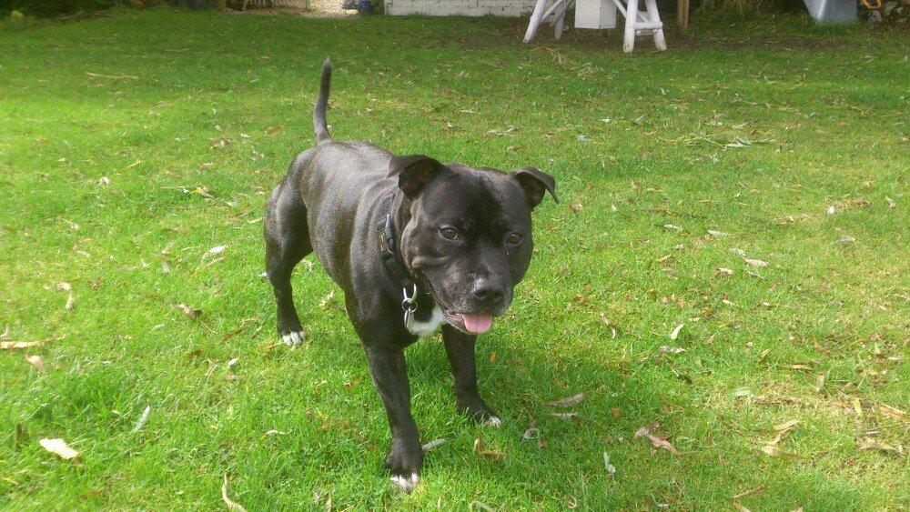 Staffordshire bull terrier Daddy - Daddys far Brotus. 22 kilo. billede 4