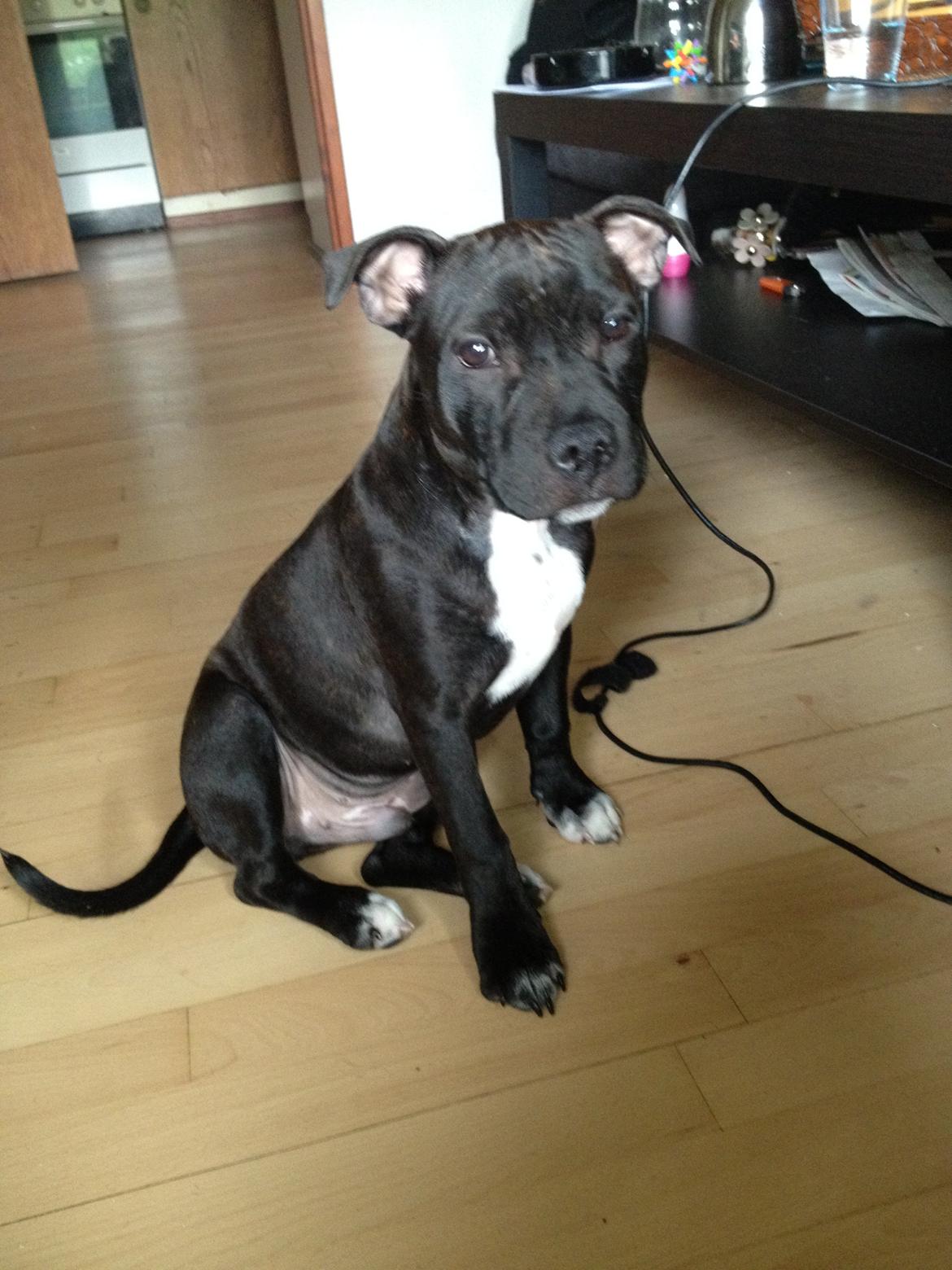 Staffordshire bull terrier Daddy - 4 mdr.  billede 13