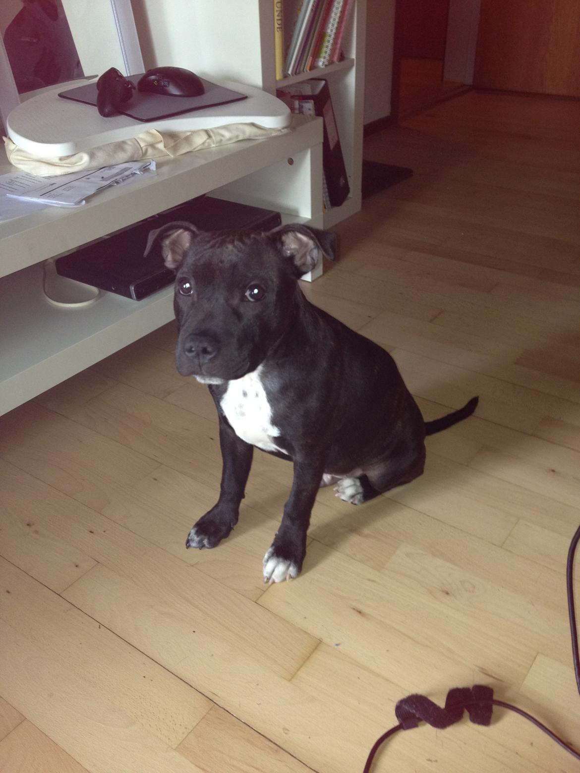 Staffordshire bull terrier Daddy - 4 mdr. billede 14