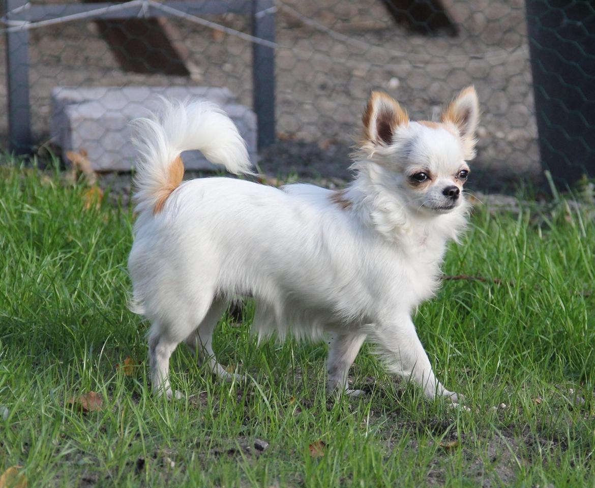 Chihuahua Blackstars Haley - 8 1/2 mdr billede 1