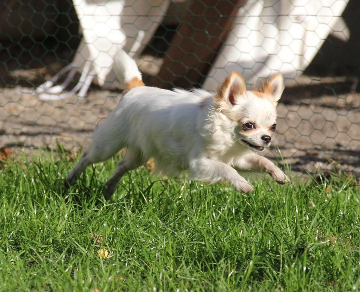 Chihuahua Blackstars Haley - 8 1/2 mdr billede 2