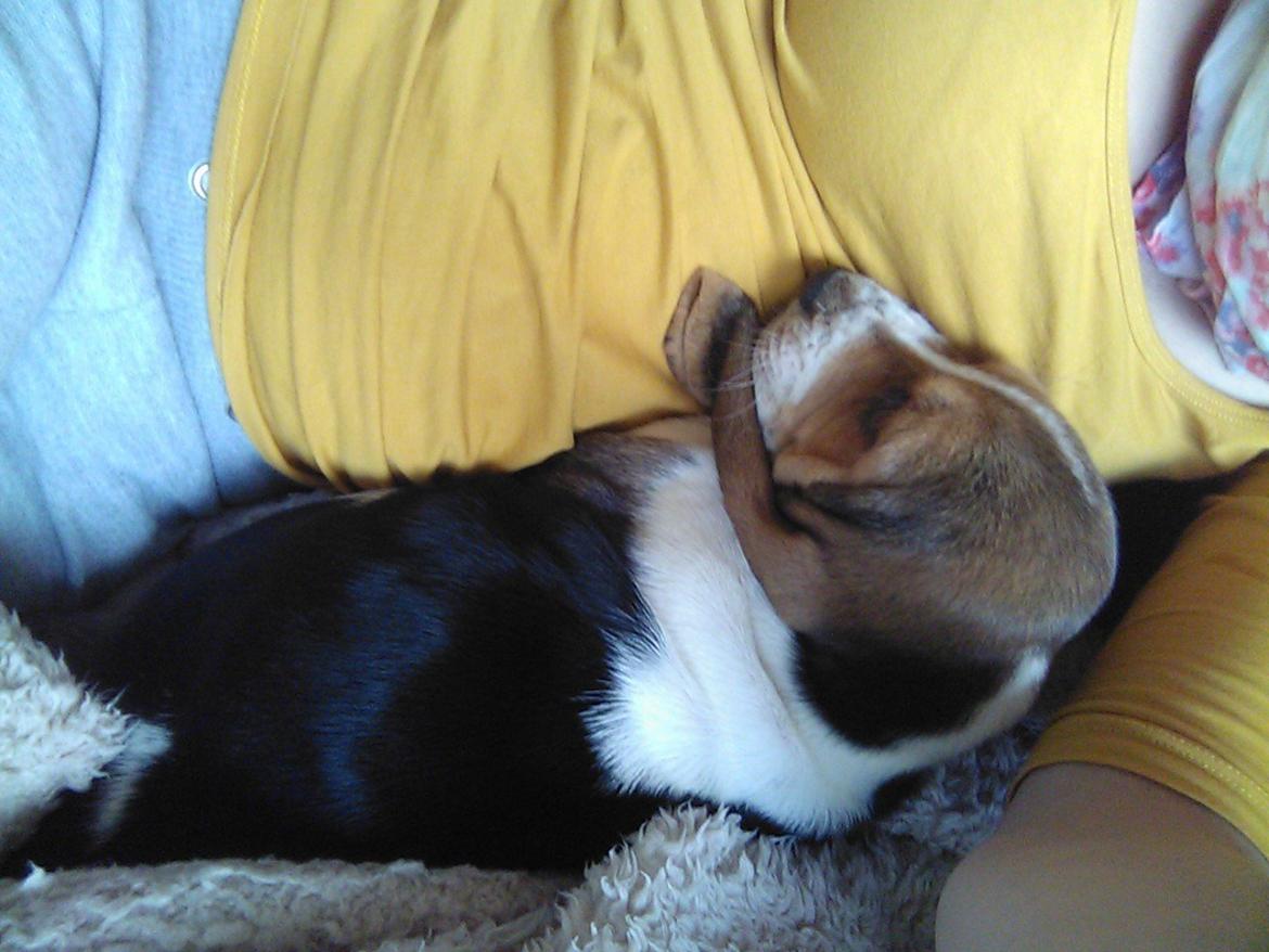 Basset hound Luna R.i.p billede 5