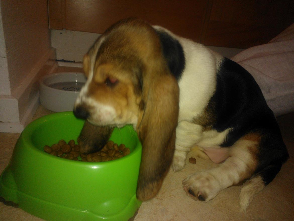 Basset hound Luna R.i.p billede 6