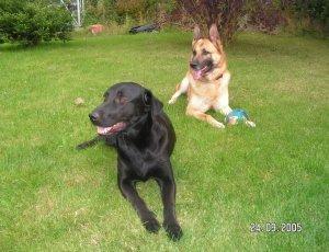 Blanding af racer Bjørn - forældre til min dejlige hund  billede 2