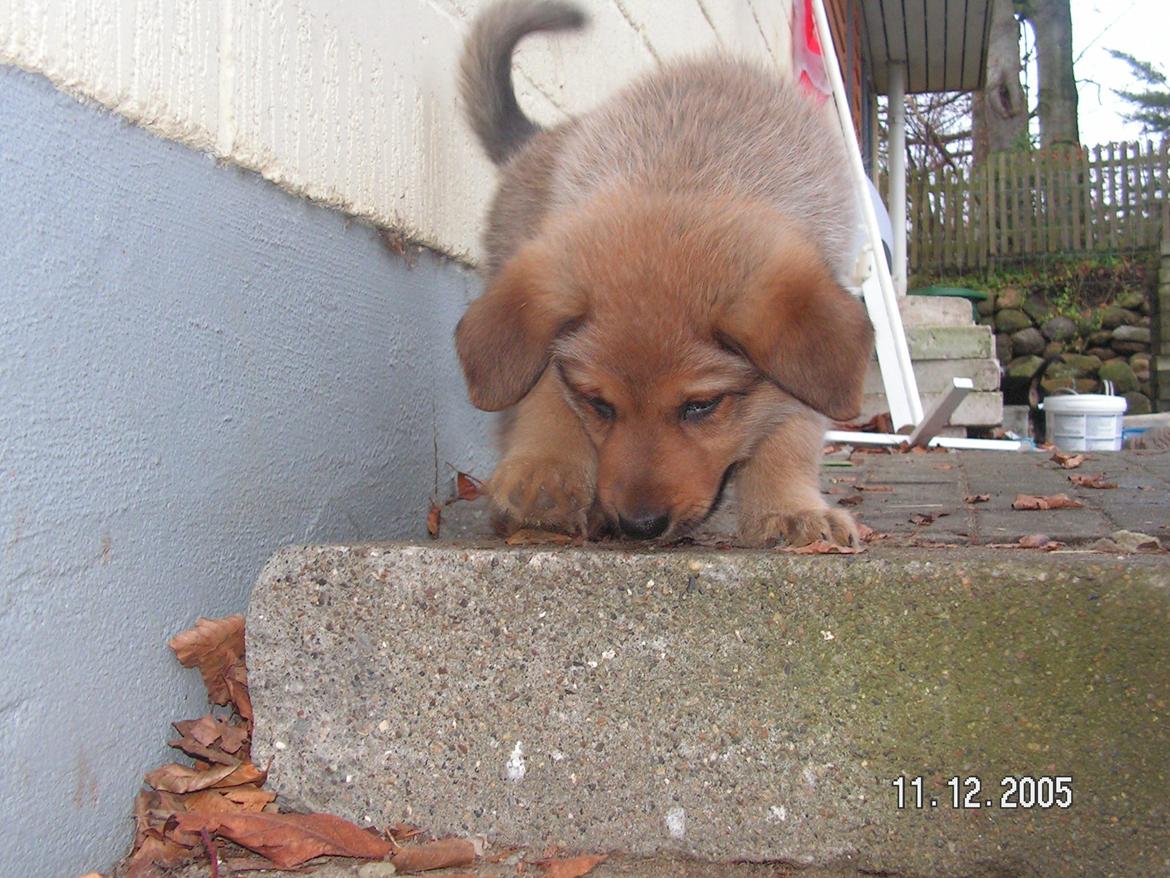 Blanding af racer Bjørn - Uuhh passe på ikke at trille ned. billede 3