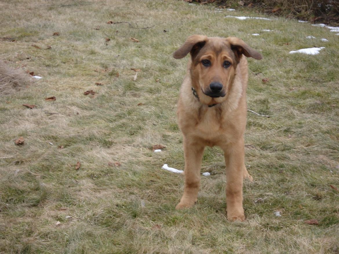 Blanding af racer Bjørn billede 4