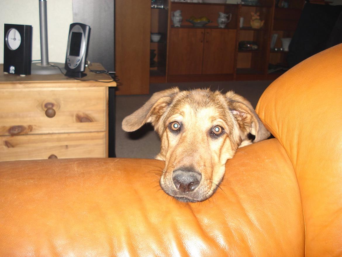 Blanding af racer Bjørn - Godt med en hoved støtter når man bliver træt. billede 5