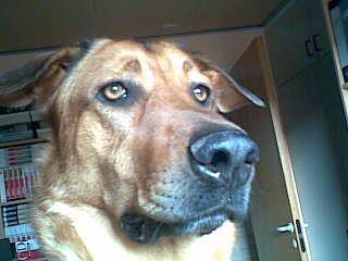 Blanding af racer Bjørn - Bjørn passer på  billede 6