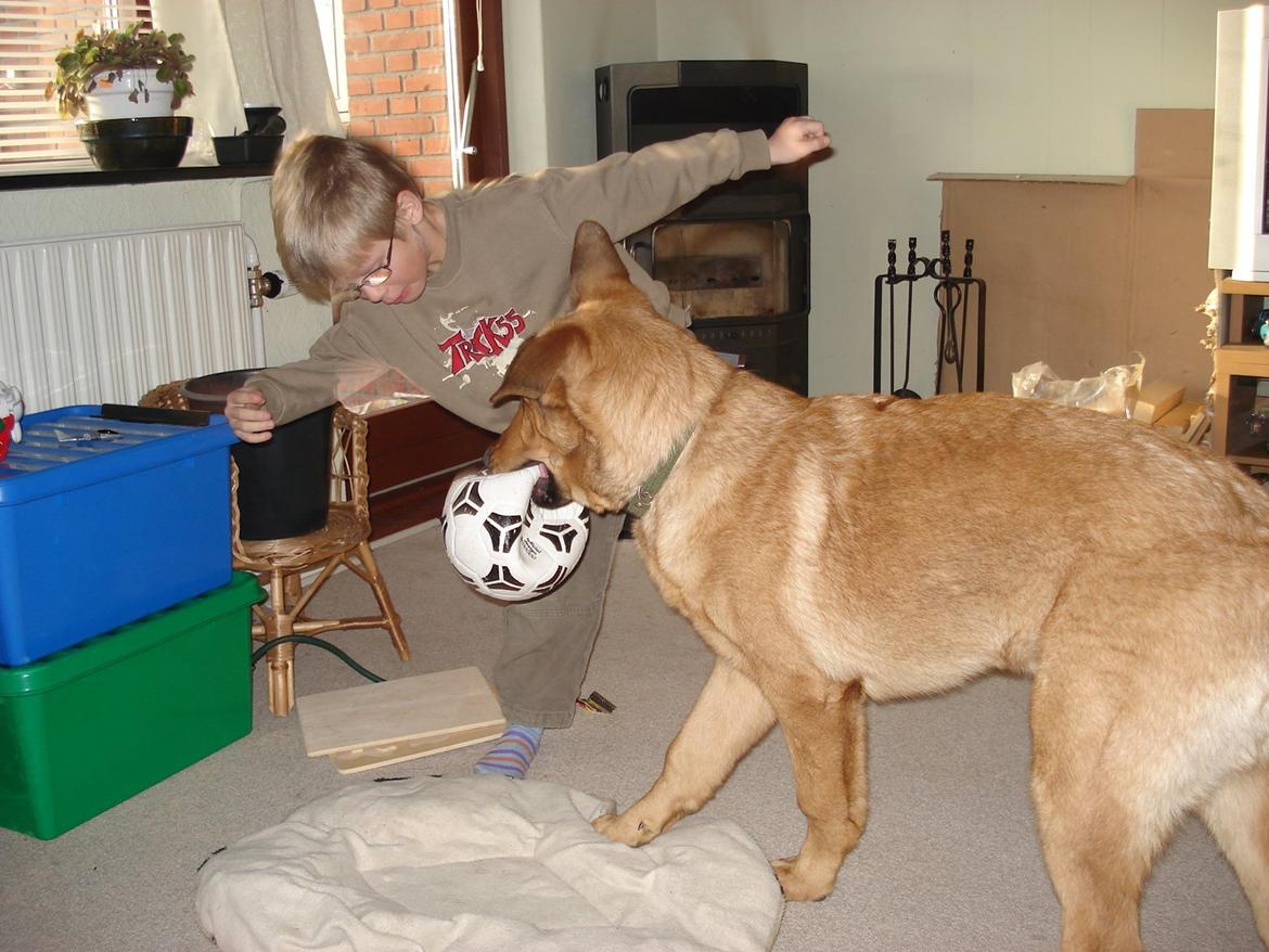 Blanding af racer Bjørn - Min bedste legekammerat  billede 7
