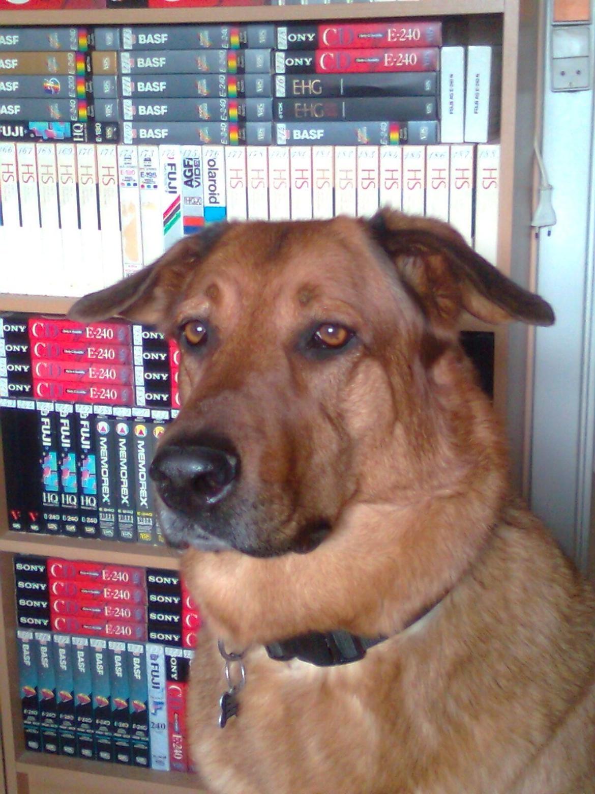 Blanding af racer Bjørn billede 8