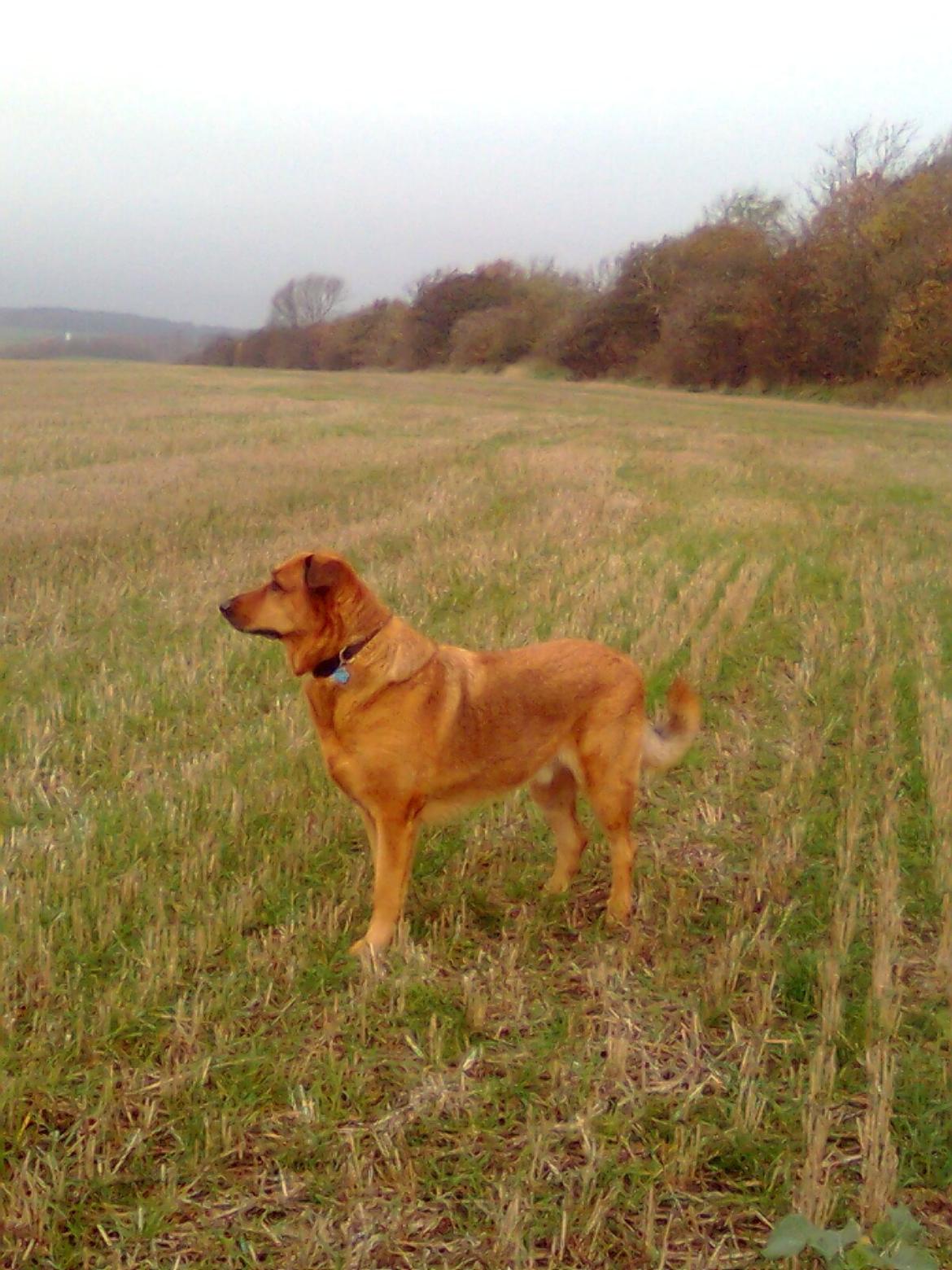 Blanding af racer Bjørn - Bjørn på markvandring. billede 9