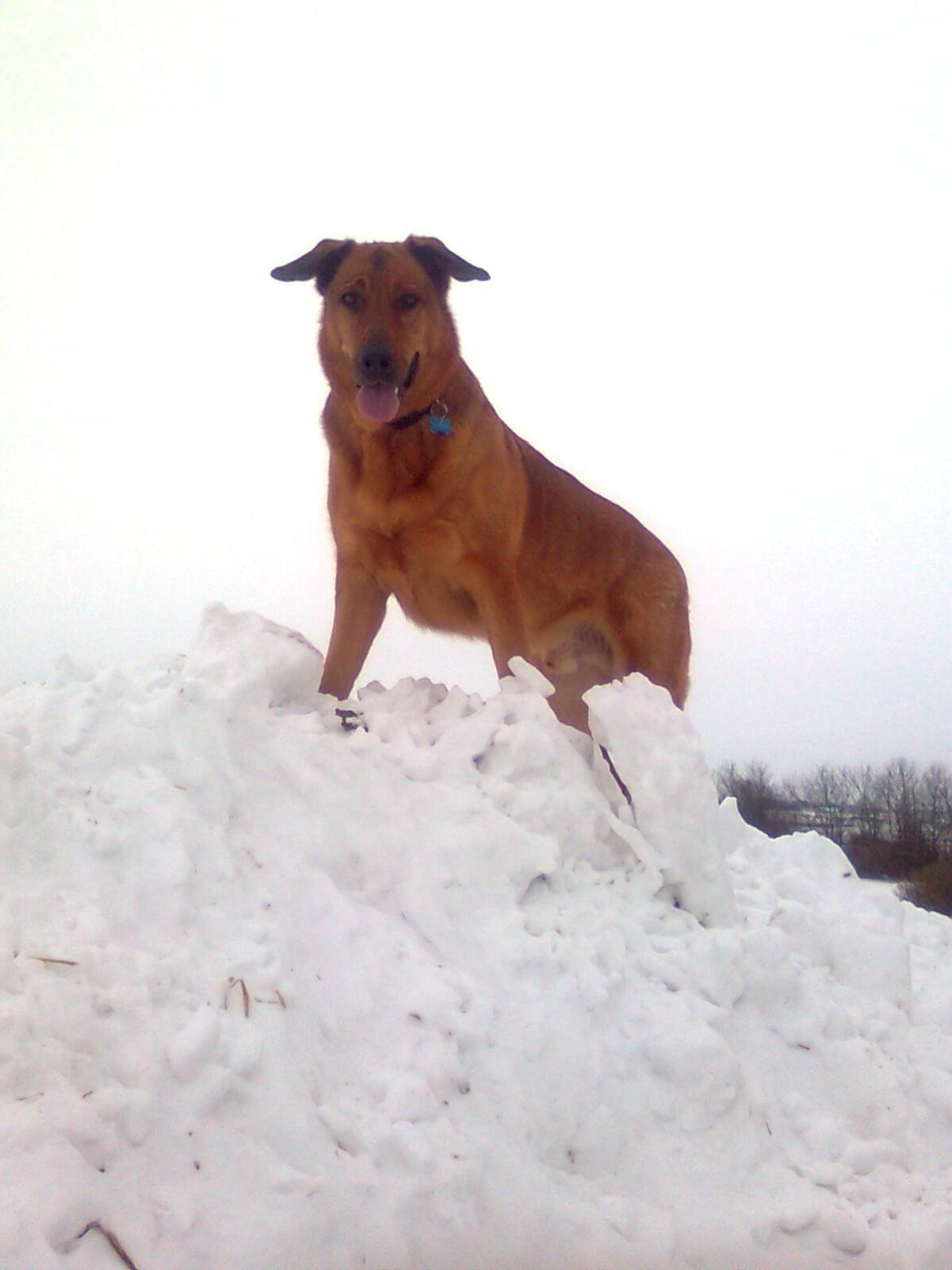 Blanding af racer Bjørn - Besteg lige et isbjerg.  billede 10