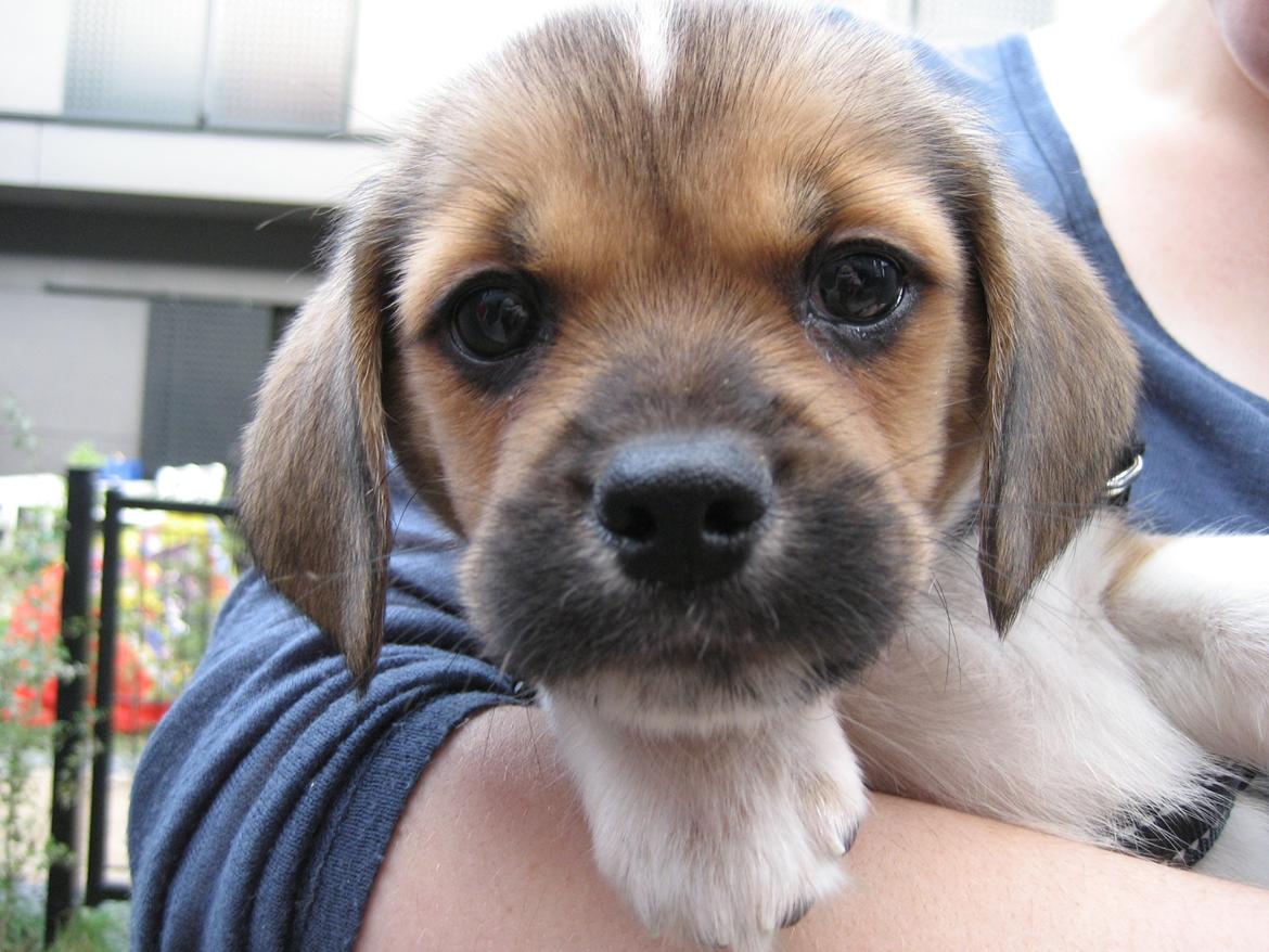 Blanding af racer Beagle/Shih tzu Mailo - 8 uger billede 8