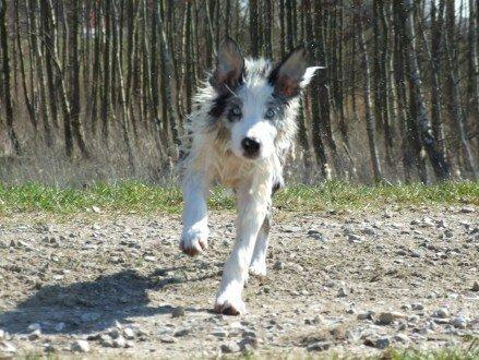 Border collie Catch billede 1