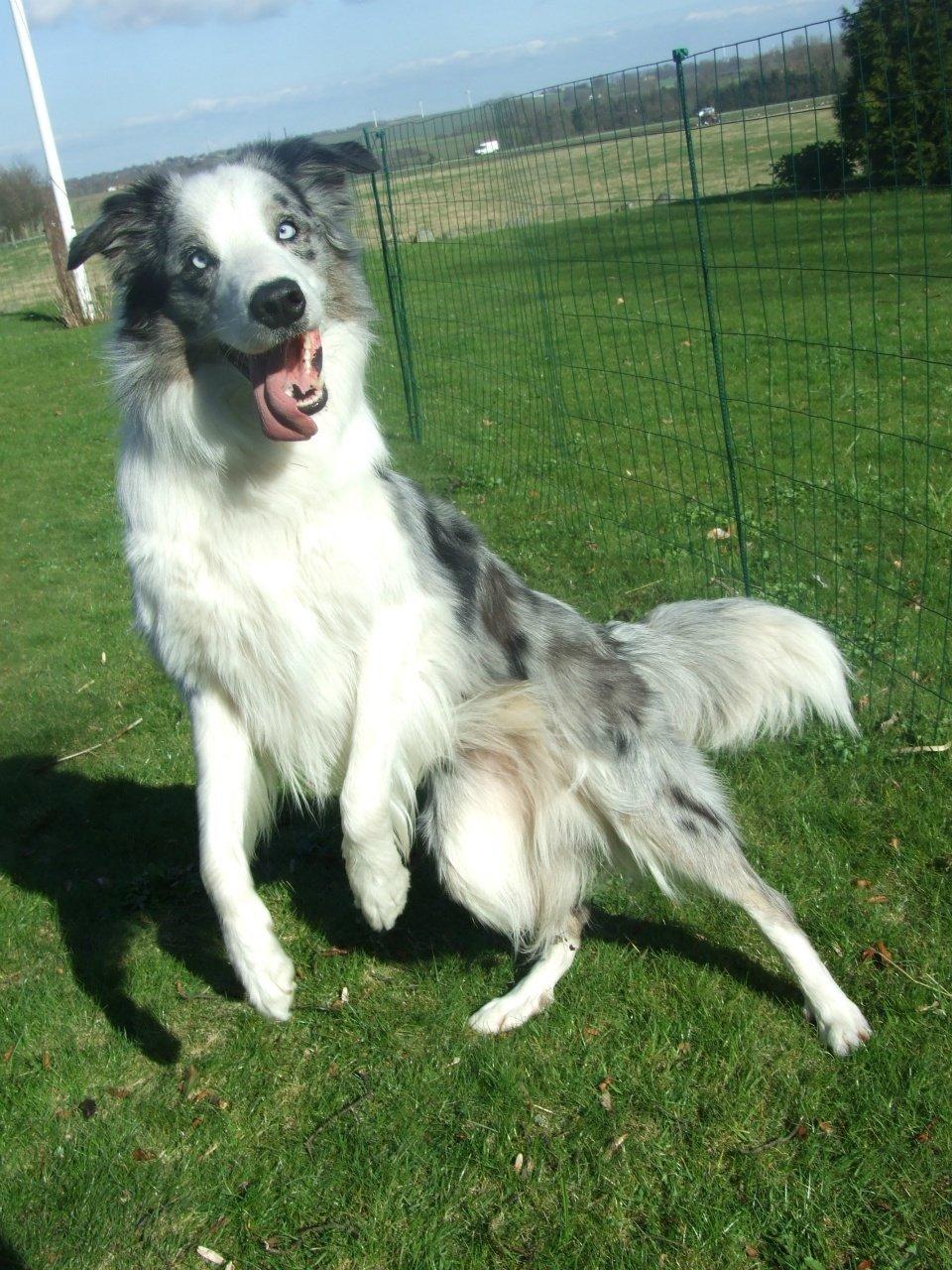 Border collie Catch billede 2