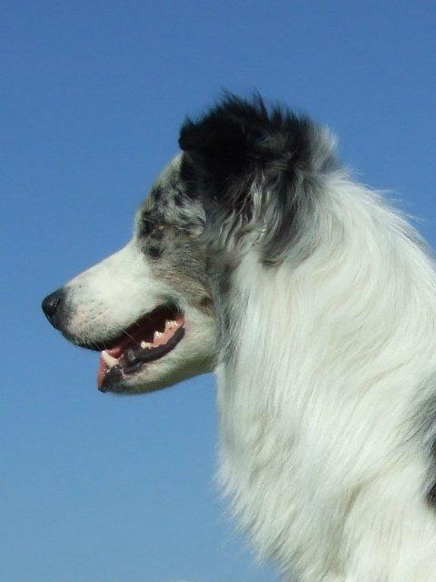 Border collie Catch billede 3