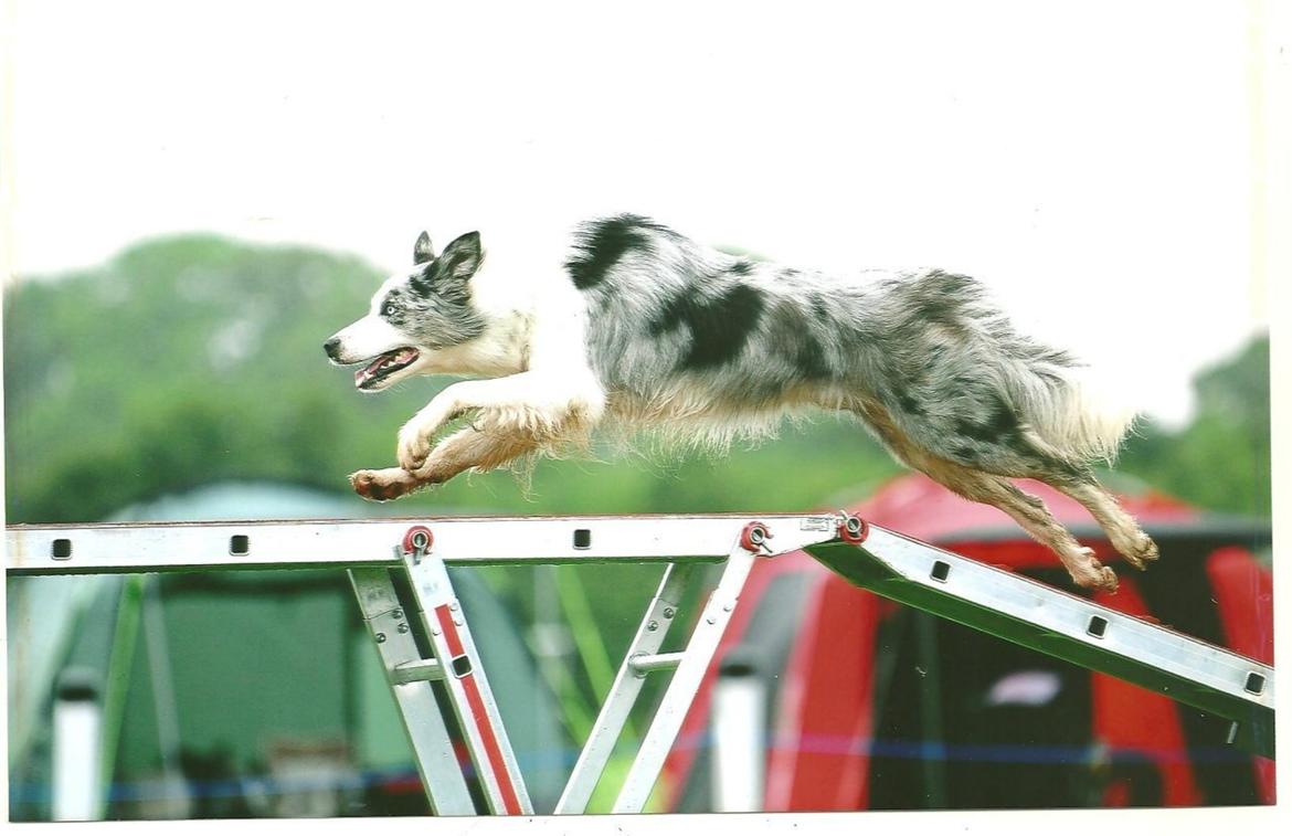 Border collie Catch billede 4