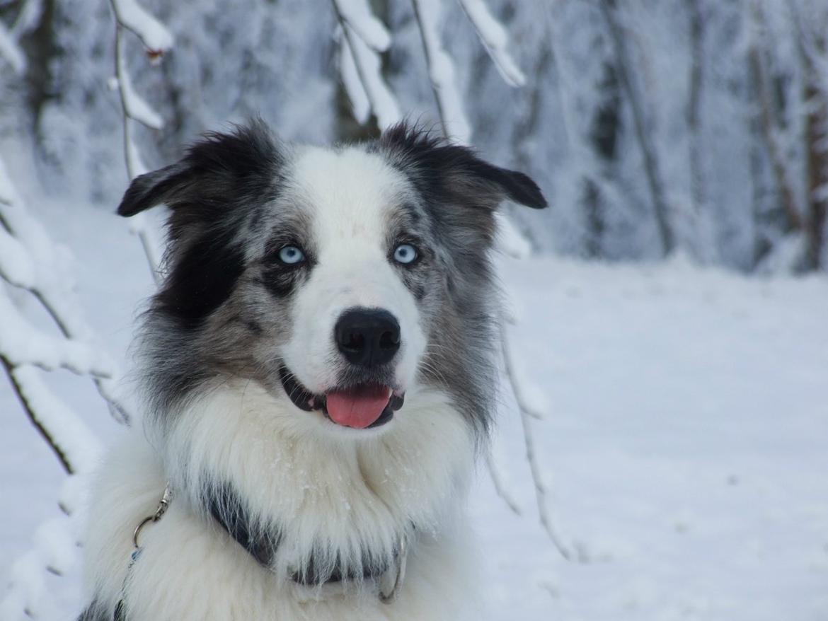 Border collie Catch billede 5