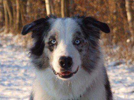 Border collie Catch billede 6